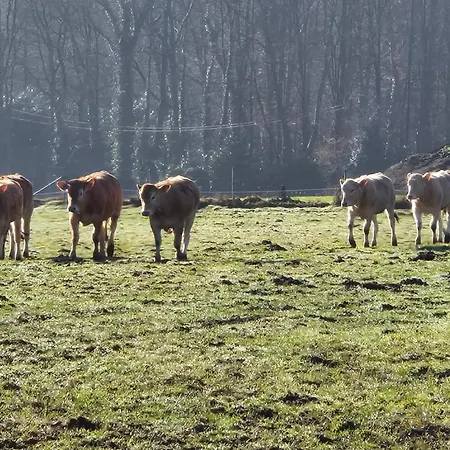 De Dulle Koe 4* Waregem